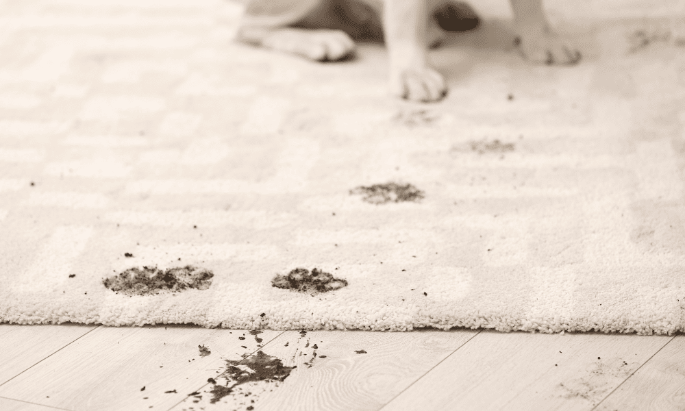 how to protect carpet from dogs?