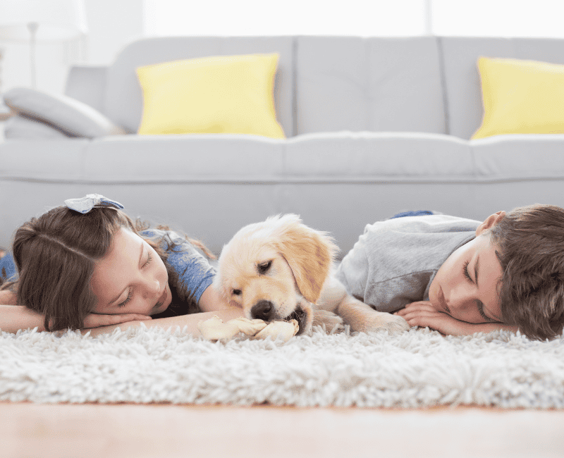 Rugs For Dog Owners: Everything You Need To Know